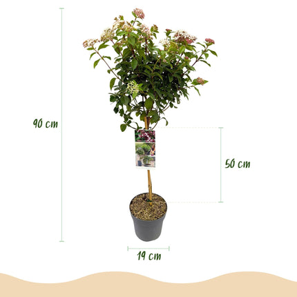 Viburnum tinus – Immergrüner Schneeball – Stamm-Pflanze – Ø19 cm – Höhe ca. 90 cm – Winterblüher – Pflegeleicht & robust – Für Terrasse, Balkon & Garten