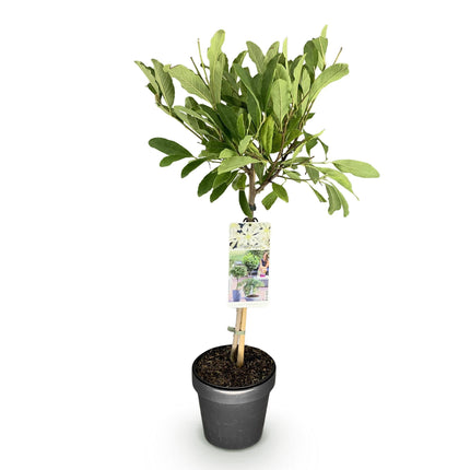 Sternmagnolie Magnolia stellata – 19cm Höhe ca.90cm – Weiß blühend – Laubabwerfend & winterhart – Elegante Magnolie für Beet Balkon Terrasse