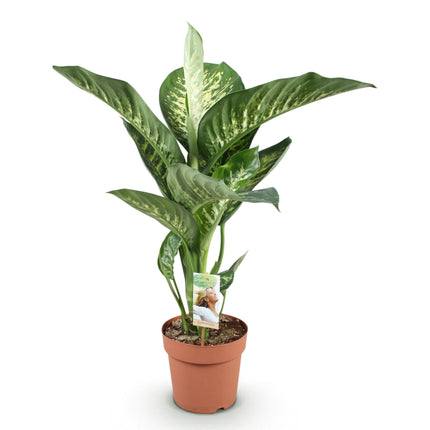 Dieffenbachia Tropic Snow – 21cm – Höhe 90-100cm – Pflegeleichte bunt gemusterte Zimmerpflanze für Wohnzimmer, Büro und stilvolle Innenräume