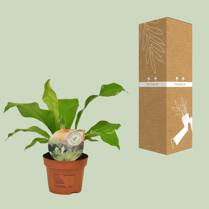 Rippenfarn – Asplenium Nidus – Zimmerpflanze – Ø12cm – ↕35cm – Pflegeleicht & Luftreinigend – Ideal für Halbschatten
