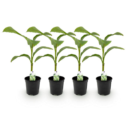 Bananenpflanze Musa Basjoo – 4 Pflanzen – Winterhart – Obstpflanze – Ø17cm Höhe ca. 40cm – Exotisches Flair für Garten, Terrasse & Balkon