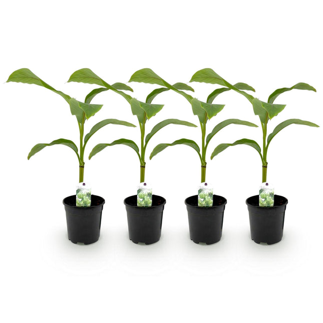 Bananenpflanze Musa Basjoo – 4 Pflanzen – Winterhart – Obstpflanze – Ø17cm Höhe ca. 40cm – Exotisches Flair für Garten, Terrasse & Balkon