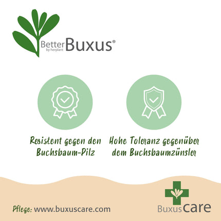 BetterBuxus Babylon Beauty Heckenpflanzen – 14 Pflanzen für 2lfm Hecke – 25-30cm Höhe – 10,5cm