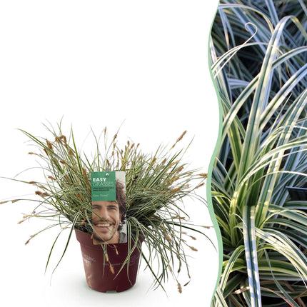 Ziergras Segge Carex oshimensis Everest – Weiß – Grün panaschiert – Immergrün & winterhart – Höhe ca. 50cm – 17cm – Pflegeleicht für Beet & Kübel