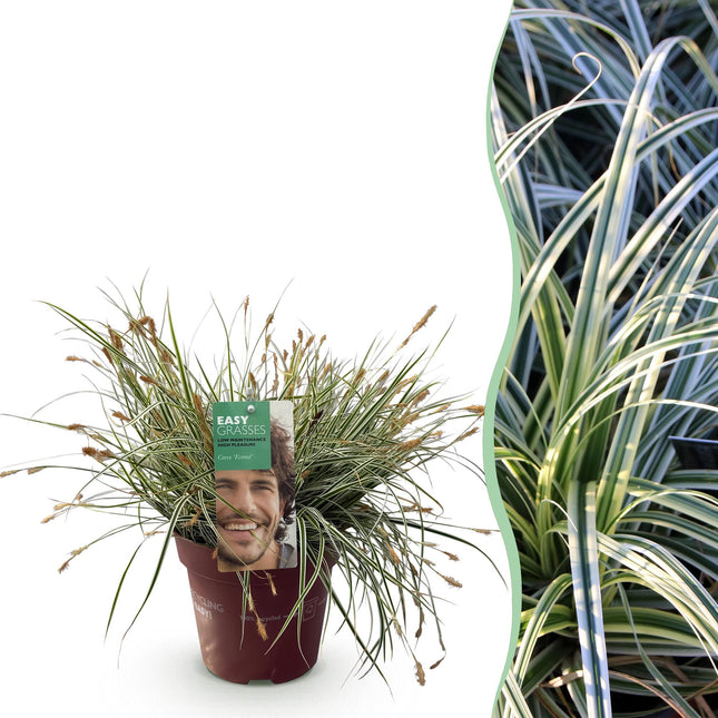 Ziergras Segge Carex oshimensis Everest – Weiß – Grün panaschiert – Immergrün & winterhart – Höhe ca. 50cm – 17cm – Pflegeleicht für Beet & Kübel