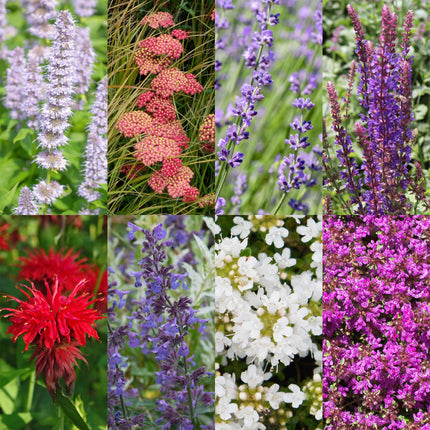 Staudenset – Duftende Blumen – 24 Stauden Ø11cm – Für ca. 3m² – Bienenfreundlich & pflegeleicht – Verschiedene Farben & Blütezeiten