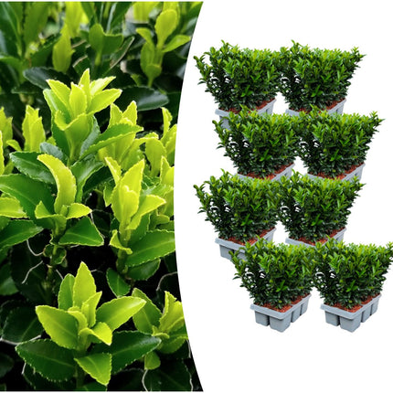 Japanischer Spindelstrauch Euonymus 'Green Spire' – Ø7cm, ↨15cm – 48 Pflanzen – Aufrechter, winterharter Zierstrauch für Garten, Terrasse & Hecke