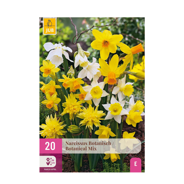 Blumenzwiebeln Narcissus Botanical Mix – Gelb & Weiß – 20 Stück – Zwiebelgröße 10/12 – Duftende Mini-Narzissen für Garten, Balkon & Terrasse – Frühjahrsblüher