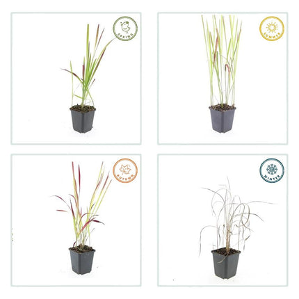 Japanisches Blutgras Imperata cylindrica 'Red Baron' – ↕10-25cm – Ø9cm – 6 Pflanzen – Winterhartes Ziergras mit roten Blattspitzen