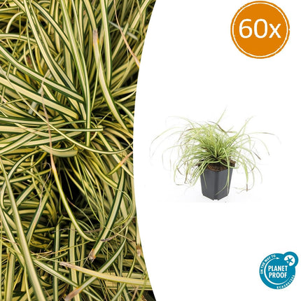 Gold-Segge Carex oshimensis 'Evergold' – ↕10-25cm – Ø9cm – 60 Pflanzen – Bodendecker – Winterhart – Pflegeleicht – Schattengarten