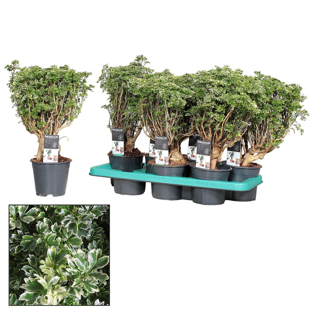 Polyscias Hawaiiana Ming Gold – Bonsai Zimmerpflanze ca. 40cm Höhe – Ø14cm – Elegante, fein verzweigte Blattschmuckpflanze für Zimmer & Büro