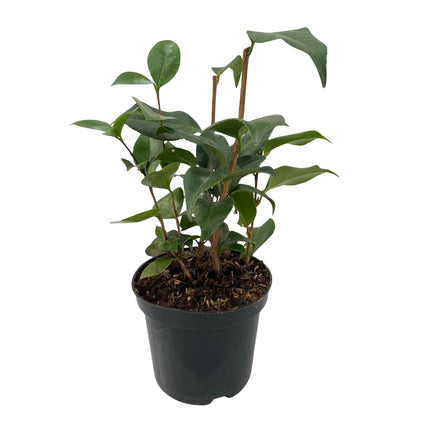 Kamelie Camellia japonica Tricolour – Strauch – Blüte Rosa, Weiß & Rot – Immergrün – 15cm Höhe 30cm – Für Garten & Terrasse