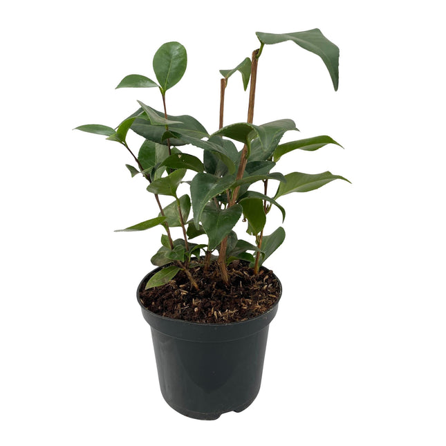 Kamelie Camellia japonica Tricolour – Strauch – Blüte Rosa, Weiß & Rot – Immergrün – 15cm Höhe 30cm – Für Garten & Terrasse