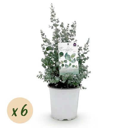 Eukalyptusbaum Eucalyptus gunnii – Terrassenpflanze – 6er – Set – Winterhart – Ø17cm, Höhe 40cm