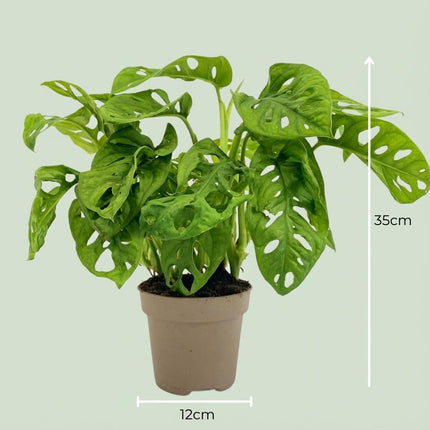 Monstera Adansonii Monkey Mask Ø12cm Höhe25-35cm – Tropische Zimmerpflanze mit gelochten Blättern – Pflegeleichte Kletter