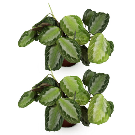 Maranta Fascinator Silverband – 2 Zimmerpflanzen – Ø12cm Höhe 30-35cm – Pfeilwurz Gebetskraut mit silberner Blattzeichnung