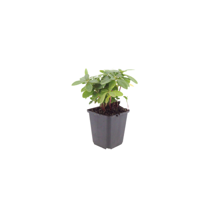 Euphorbia amygdaloides Robbiae – 6 Pflanzen Ø9cm – Höhe10-25cm – Immergrüner Bodendecker für Schatten & Halbschatten – Gelbgrüne Blüten im Frühjahr