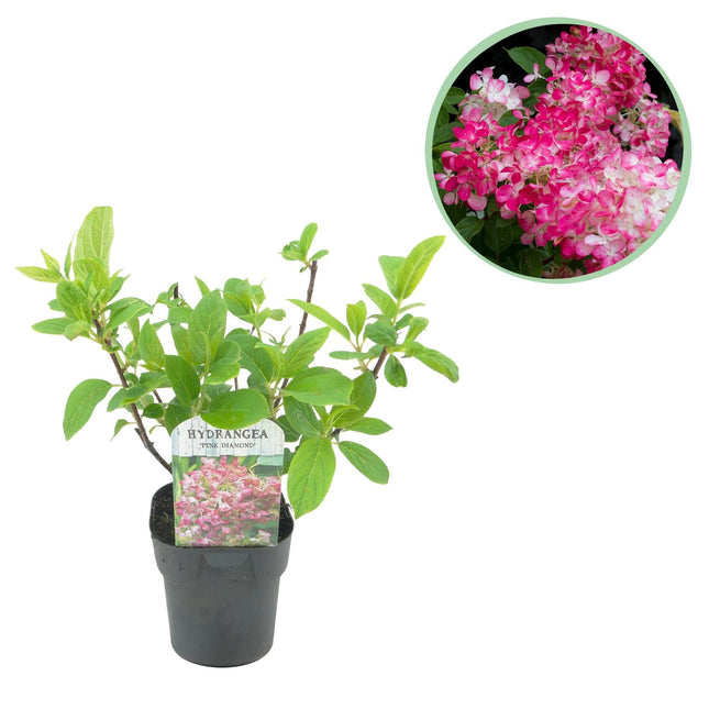 Rispenhortensie – Hydrangea panniculata Pink Diamond – Blüte Weiß-Rosa – Laubabwerfend – Große Blüten – 17cm – Höhe ca. 50cm