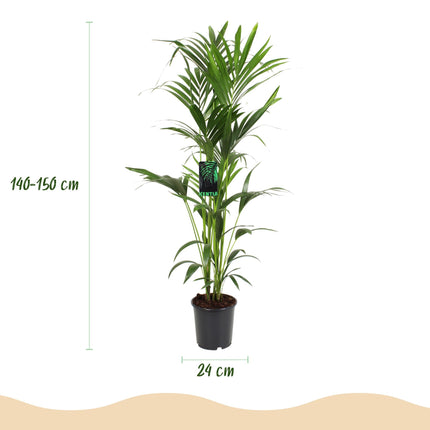 Howea Forsteriana – Kentia – Palme – 140-150cm – Ø24cm – Pflegeleichte Zimmerpalme mit gefiederten Blättern – Tropische Grünpflanze für Innenräume