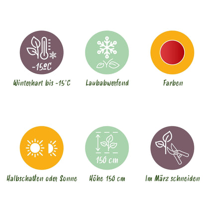 Japanischer Ahorn – Acer palmatum 'Shaina' – 2 Pflanzen – ca. 70 cm hoch – Ø19 cm – tiefrote Blätter – Balkon- & Gartenpflanze