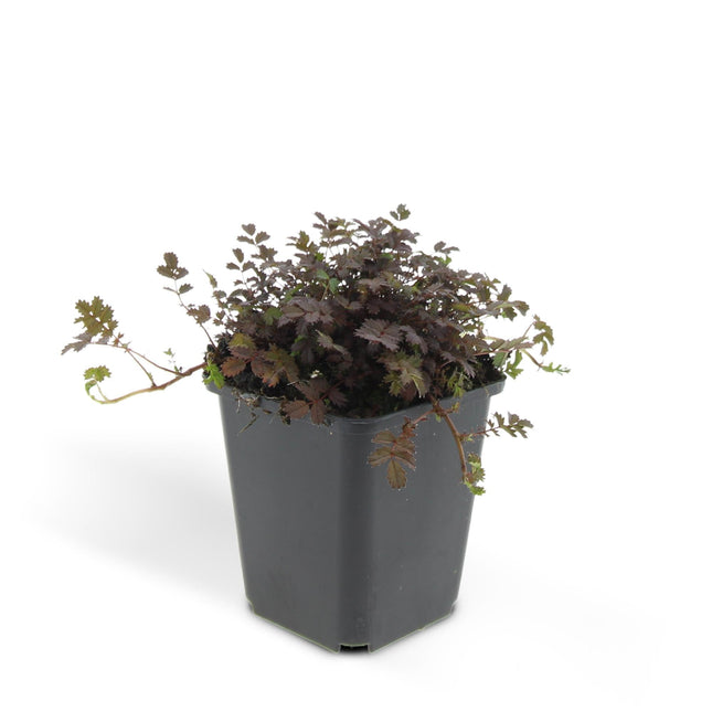 Acaena microphylla 'Kupferteppich' – 48 Pflanzen – ↕10-25cm – Ø9cm – Bodendecker – Flachwachsend & Robust – Steingarten & Wege – Pflegeleicht