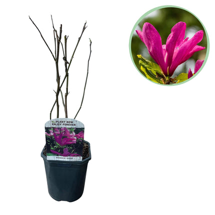Purpur – Magnolie Magnolia Susan – Strauch – Blumen dunkelrosa – Wenig Pflege – 17cm Höhe 45cm – Frühjahrsblüher für Garten & Terrasse