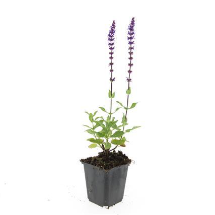 Salvia nemorosa 'Caradonna' – 24 Pflanzen – Tiefviolette Blütenkerzen – Bienenfreundliche Staude – Pflegeleicht & Trockenheitstolerant