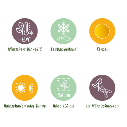 Japanischer Ahorn – Acer palmatum 'Jordan' – 2 Pflanzen – ca. 70 cm hoch – Ø19 cm – leuchtend gelbe Blätter – Balkon- & Gartenpflanze