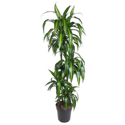 Dracaena Hawaiian Sunshine – 150cm – Große luftreinigende Zimmerpflanze – Elegante Grünpflanze für Wohnzimmer, Büro & Eingangsbereiche – Palme