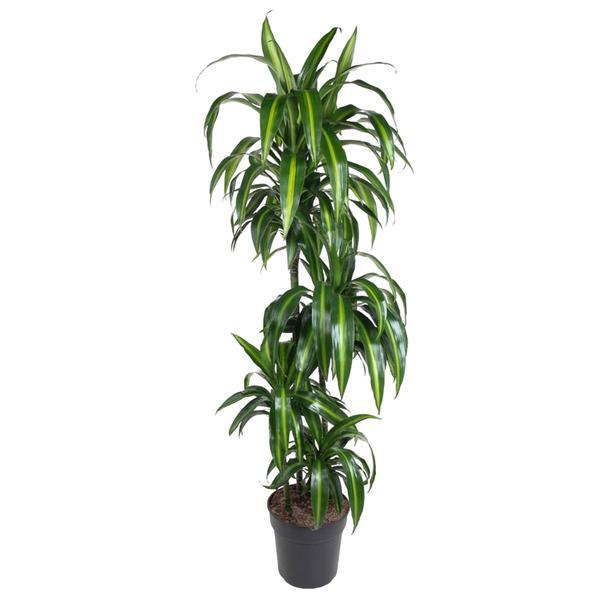 Dracaena Hawaiian Sunshine – 150cm – Große luftreinigende Zimmerpflanze – Elegante Grünpflanze für Wohnzimmer, Büro & Eingangsbereiche – Palme