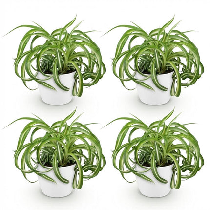 Chlorophytum Comosum Bonnie Lockige Graslilie – 4er Set Zimmerpflanzen im weißen Topf Ø12cm Höhe20cm – Haustierfreundliche Grünpflanze