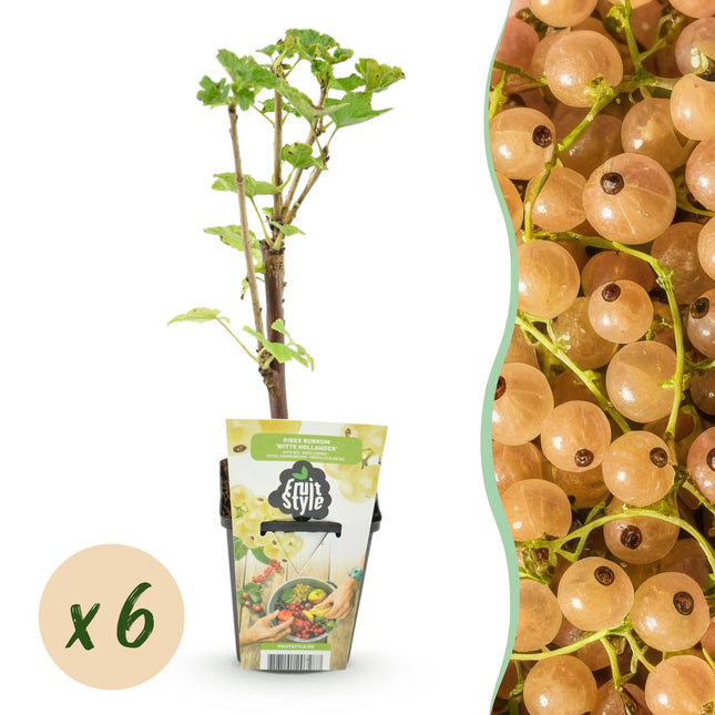 Weiße Johannisbeerpflanzen Ribes rubrum Witte Hollander winterhart 6 Pflanzen Ø9cm Höhe 30cm – Süße weiße Johannisbeeren für Garten & Balkon