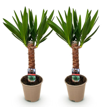 Palmlilie Yucca Elephantipes – 2 Pflanzen – 55cm – 14cm – Pflegeleichte Palmlilien mit schmalen grünen Blättern – Robustes Zimmerpflanzen