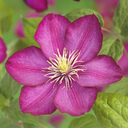 Kletterpflanze Clematis Ville de Lyon – Rosa Blüten – 2 Pflanzen – 11 cm x H40 cm – Winterhart & Pflegeleicht – Ideal für Garten, Balkon & Pergolen