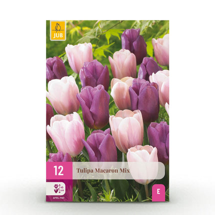 Blumenzwiebeln Tulipa Macron Mix – Verschiedene Farben – 12 Stück – Zwiebelgröße 11/12 – Bunte Tulpenmischung für Garten, Balkon & Terrasse – Frühjahrsblüher
