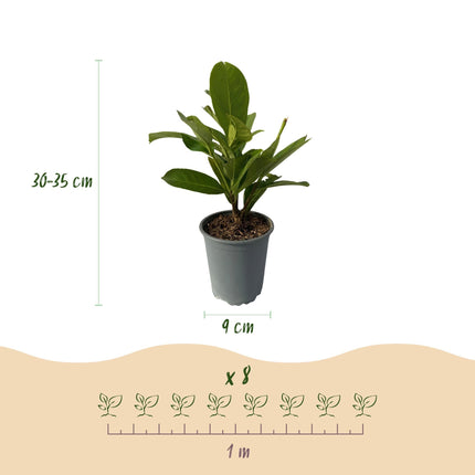 Kirschlorbeer Prunus laurocerasus Rotundifolia – Immergrüne Heckenpflanzen – 8 Pflanzen – 1 m – 9 cm Höhe 30–35 cm – Grün – Pflegeleicht