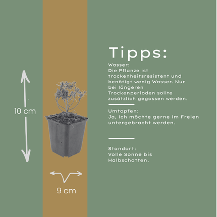 Iberis sempervirens Schneeflocke – 60 Pflanzen – Ø9cm – Höhe 10-25cm – Immergrüner Bodendecker – Weiße Frühlingsblüte – Winterhart für Beet & Steingarten