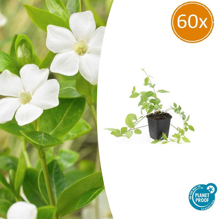 Vinca major 'Alba' – Großblättriges Immergrün – Weißblühender Bodendecker – Immergrün – 60 Pflanzen – Ø9cm – ↕10-25cm – Pflegeleicht