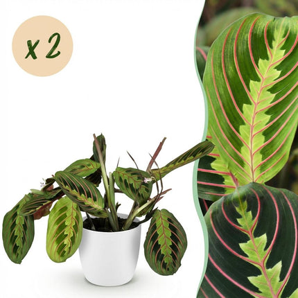 Maranta Fascinator Tricolour Gebetsblatt Pflanze 2er Set mit weißem Topf Ø12cm Höhe 25cm Haustierfreundliche Grünpflanze pflegeleicht für Zimmer &