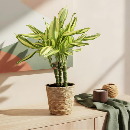 Dracaena fragrans Diamond Dream – 50-55cm – 17cm inkl. Naturkorb – Pflegeleichter Drachenbaum