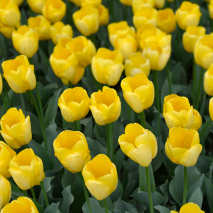 Tulpenzwiebeln 'Strong Gold' – 20 Blumenzwiebeln – Premium-Tulpen in leuchtendem Gelb – Winterharte Blumenzwiebeln aus Holland – Für Garten, Topf & Vase