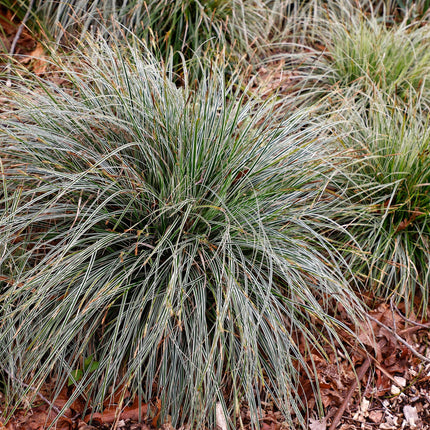 Ziergras Segge Carex oshimensis Everest – Weiß – Grün panaschiert – Immergrün & winterhart – Höhe ca. 50cm – 17cm – Pflegeleicht für Beet & Kübel