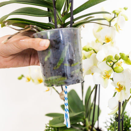 Weißes Pflanzenset im Baumwollkorb – 3 Orchideen Lausanne & 3 Grünpflanzen – Ø9cm – Mit autarkem Wassertank – Dekoratives Pflanzenarrangement