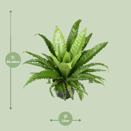 Nestfarn – Asplenium Antiquum Osaka – Zimmerpflanze – Ø23cm – ↕60cm – Üppige grüne Wedel – Pflegeleicht