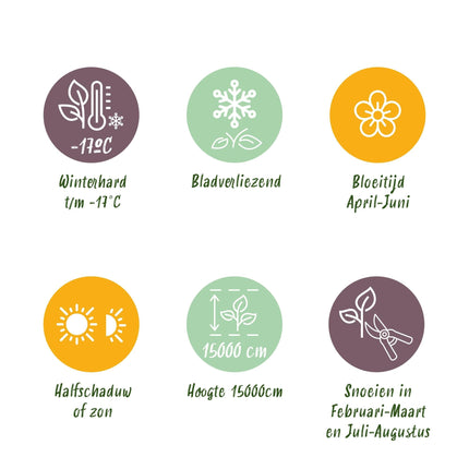 Blauregen Wisteria floribunda Alba – Weiße Blüten – 11 cm x H40 cm – Duftende Kletterpflanze – Für Pergolen, Zäune & Wände