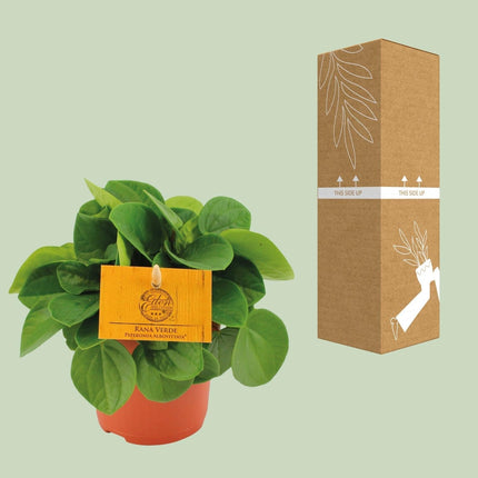 Zwergpfeffer – Peperomia Rana Verde – Zimmerpflanze – Ø11 cm – ↕15 cm – Pflegeleicht – Halbschatten – Glänzendes Blattwerk