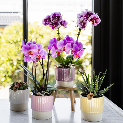 Violett-Rosa Phalaenopsis Orchidee – „Frederikstad“ – Ø9cm – Blühende Zimmerpflanze mit 2–3 kräftigen Trieben – Kompakte Orchidee als Dekoration & Geschenkidee – Frisch aus der Gärtnerei