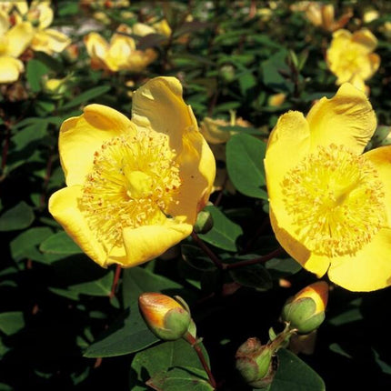 Hypericum dummeri 'Peter Dummer' – 24 Pflanzen – ↕10-25 cm – Ø9 cm – Winterhartes Johanniskraut – Gelbe Blüten – Bodendecker – Pflegeleicht