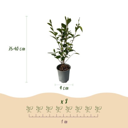 Ovalblättriger Liguster Ligustrum ovalifolium – Immergrüne Heckenpflanzen – 8 Pflanzen – 1m – 9cm Höhe 35-40cm – Grün – Pflegeleicht