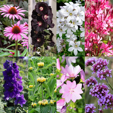 Staudenset – 8 bienen- & schmetterlingsfreundliche Pflanzen – für 1 m² – Verschiedene Blütenfarben – Wenig Pflege – Ø11cm – Mehrjährige Gartenstauden